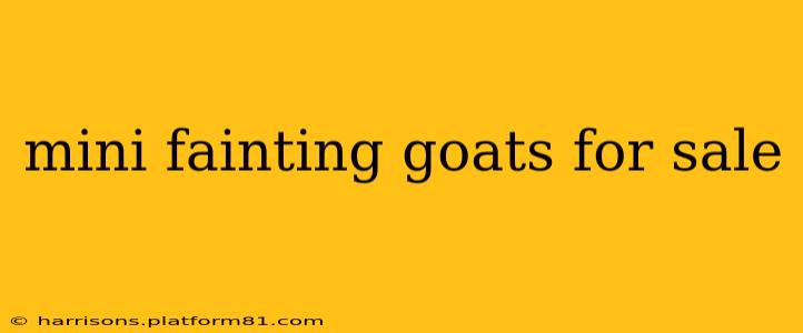 mini fainting goats for sale