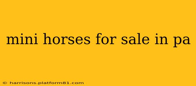 mini horses for sale in pa