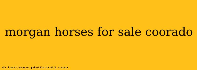 morgan horses for sale coorado