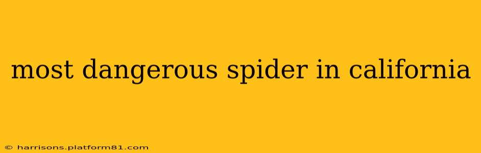 most dangerous spider in california