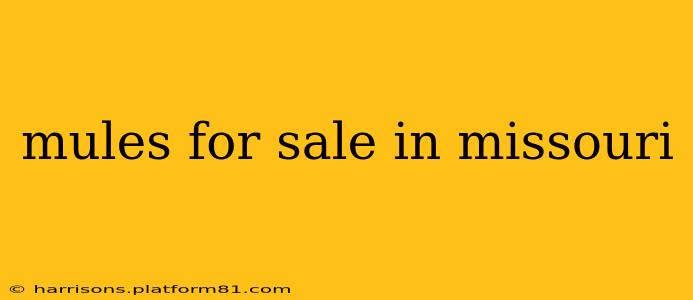 mules for sale in missouri