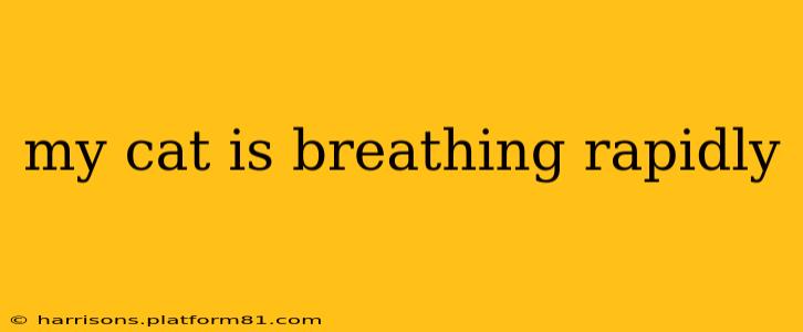 my cat is breathing rapidly