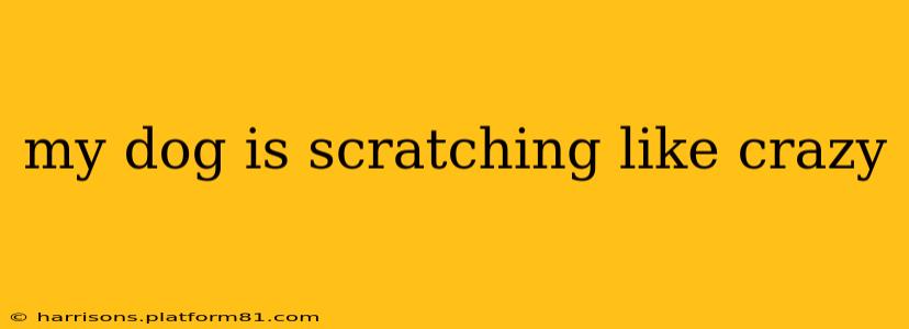 my dog is scratching like crazy