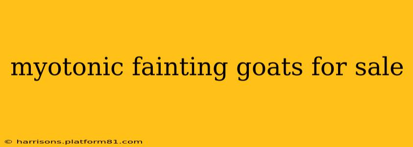 myotonic fainting goats for sale