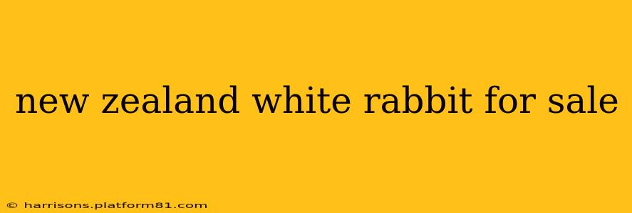 new zealand white rabbit for sale