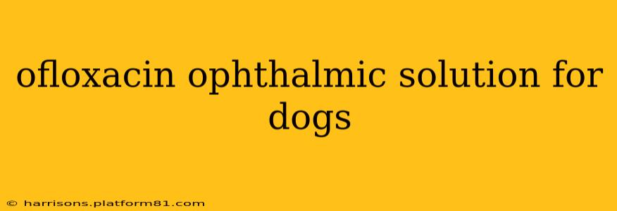 ofloxacin ophthalmic solution for dogs