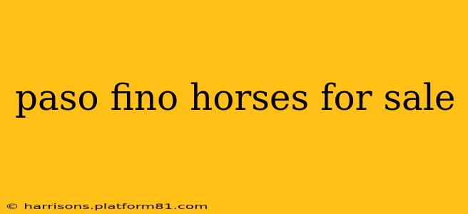 paso fino horses for sale