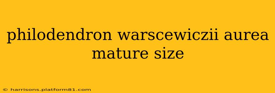 philodendron warscewiczii aurea mature size