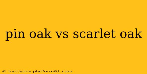 pin oak vs scarlet oak