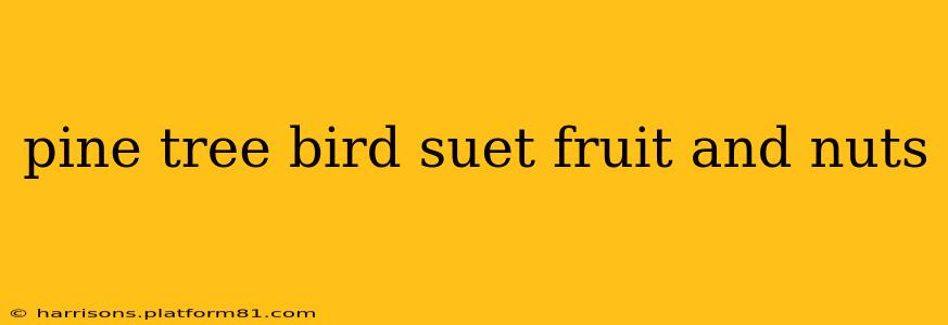 pine tree bird suet fruit and nuts