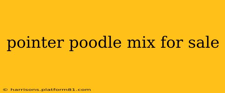 pointer poodle mix for sale