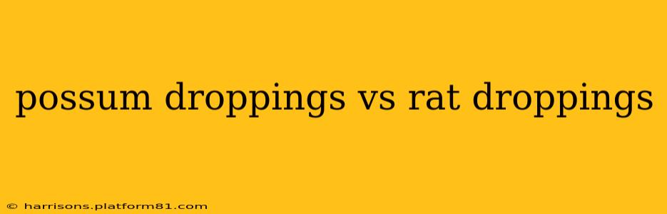 possum droppings vs rat droppings