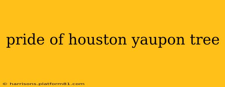 pride of houston yaupon tree