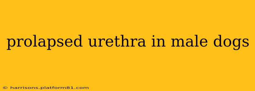 prolapsed urethra in male dogs