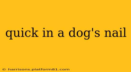 quick in a dog's nail