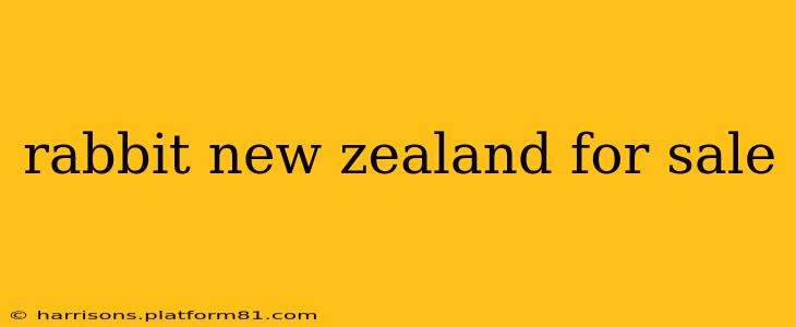 rabbit new zealand for sale