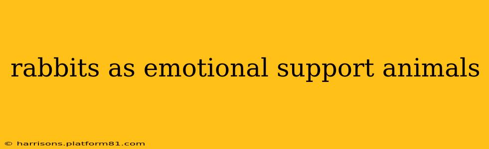 rabbits as emotional support animals