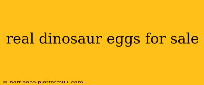 real dinosaur eggs for sale