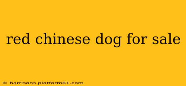 red chinese dog for sale