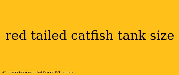 red tailed catfish tank size
