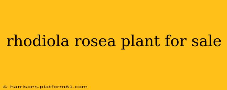 rhodiola rosea plant for sale