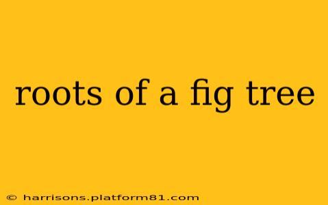 roots of a fig tree