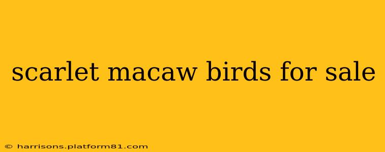 scarlet macaw birds for sale