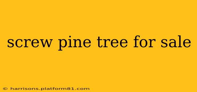 screw pine tree for sale