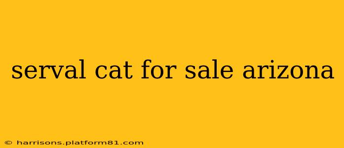 serval cat for sale arizona