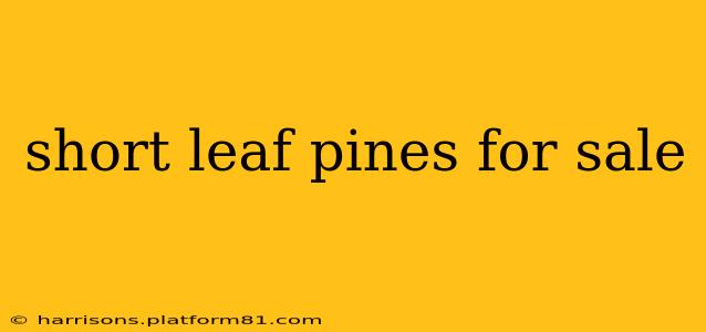short leaf pines for sale