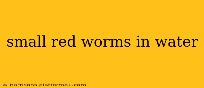 small red worms in water