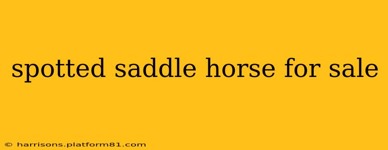 spotted saddle horse for sale