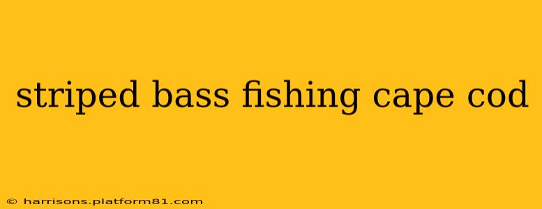 striped bass fishing cape cod