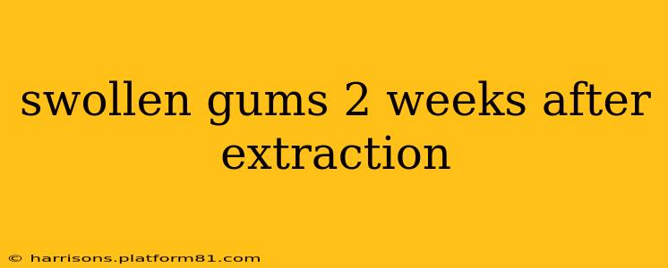 swollen gums 2 weeks after extraction