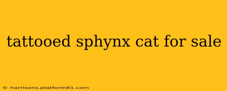 tattooed sphynx cat for sale
