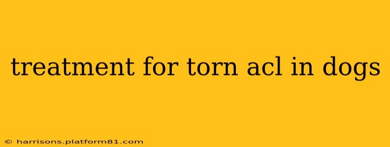 treatment for torn acl in dogs