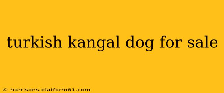turkish kangal dog for sale