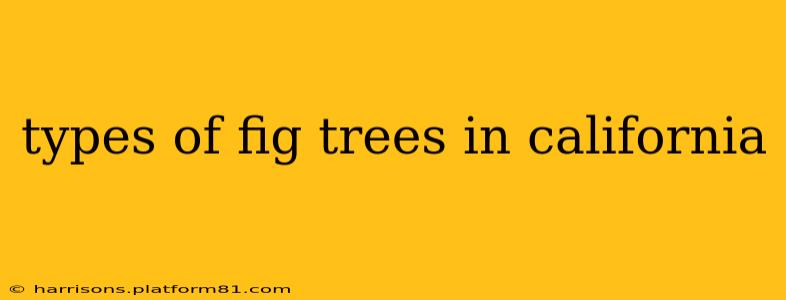 types of fig trees in california