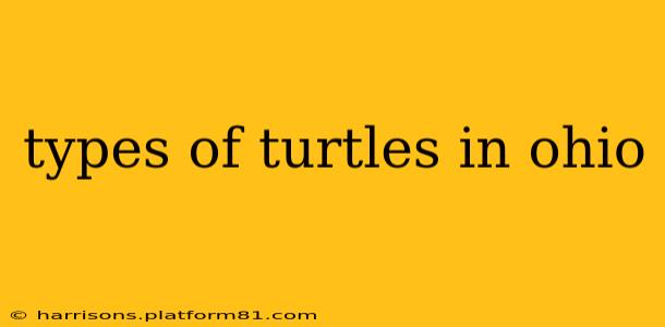 types of turtles in ohio