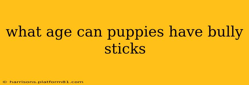what age can puppies have bully sticks