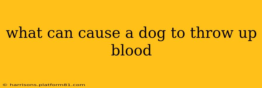 what can cause a dog to throw up blood