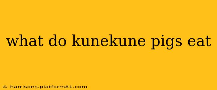 what do kunekune pigs eat