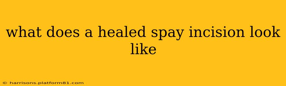 what does a healed spay incision look like