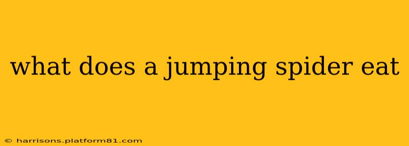 what does a jumping spider eat