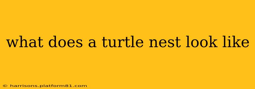 what does a turtle nest look like