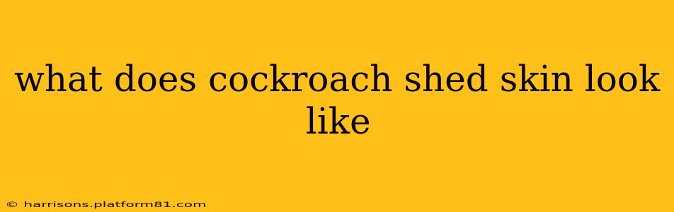 what does cockroach shed skin look like