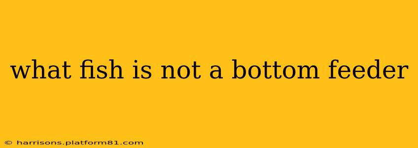 what fish is not a bottom feeder