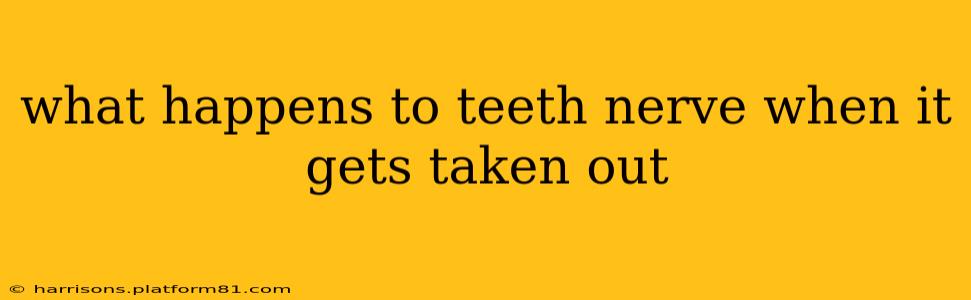 what happens to teeth nerve when it gets taken out