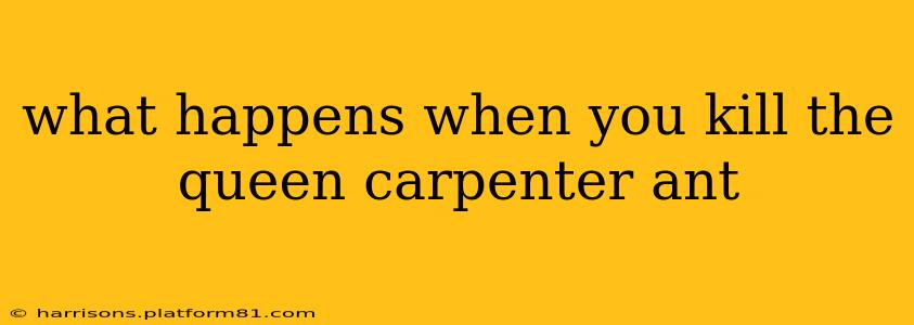 what happens when you kill the queen carpenter ant