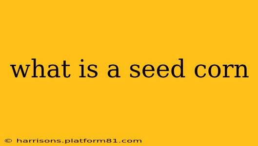 what is a seed corn